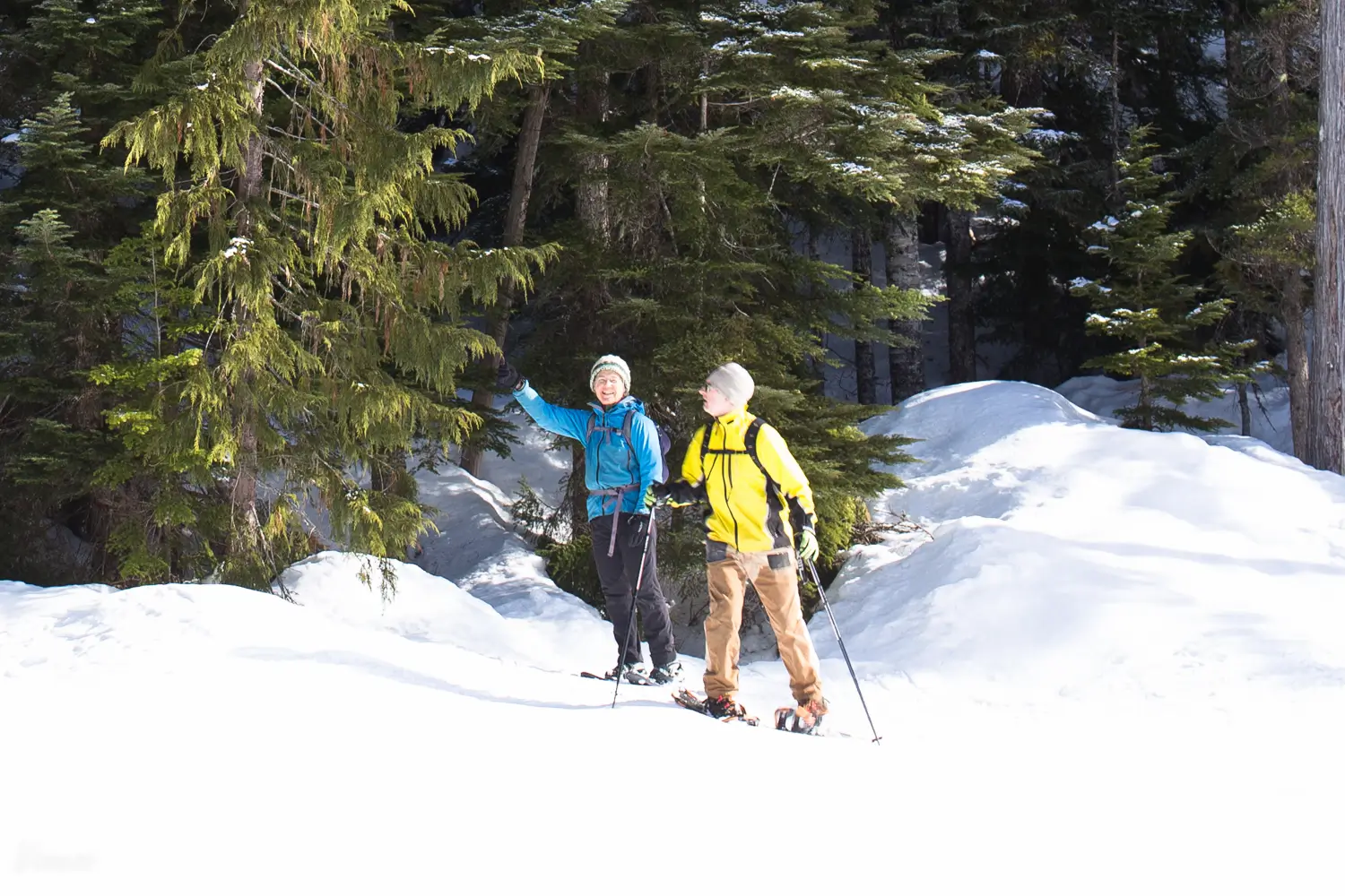 Featured image for “Trip Report: Snowshoeing Above the Sea to Sky Gondola, February 26, 2017”