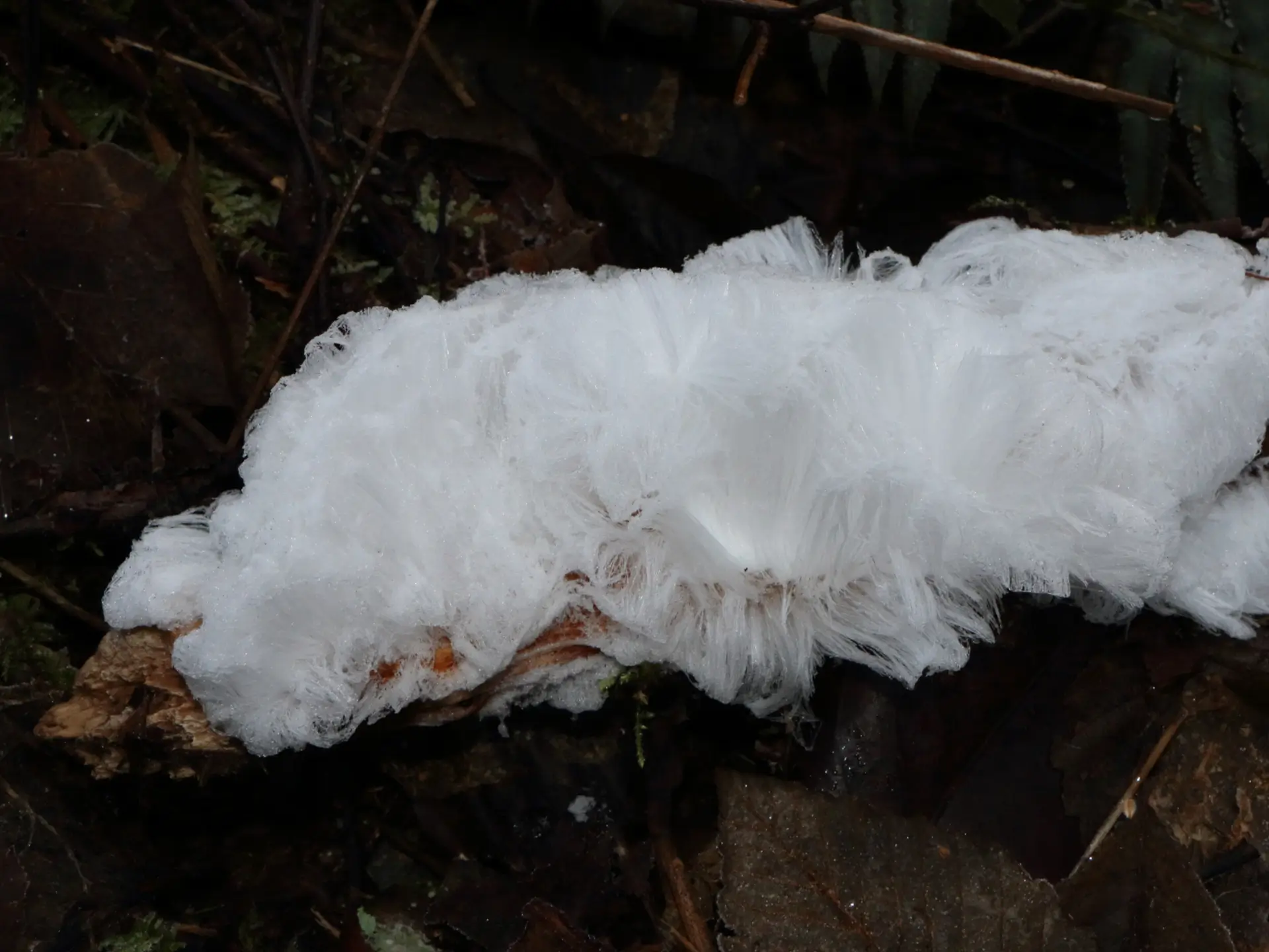Featured image for “Hair Ice”