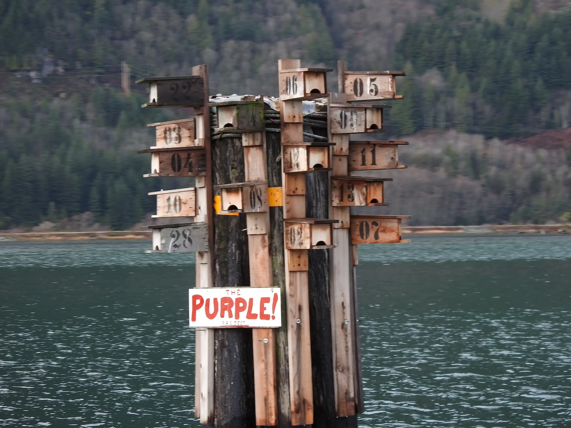 Featured image for “Purple Martin Nest Box Update – December 2019”