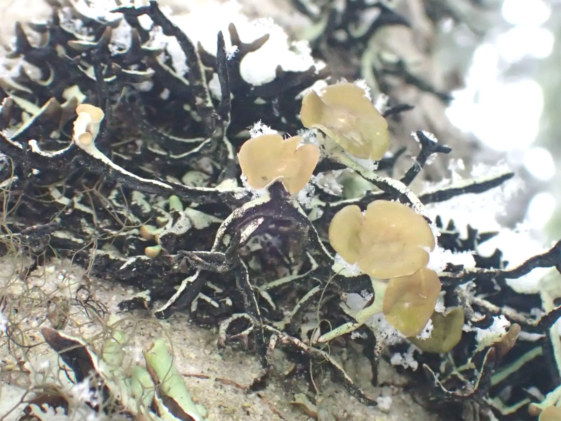 Featured image for “Looking for Lichens – Above the Sea to Sky Gondola”
