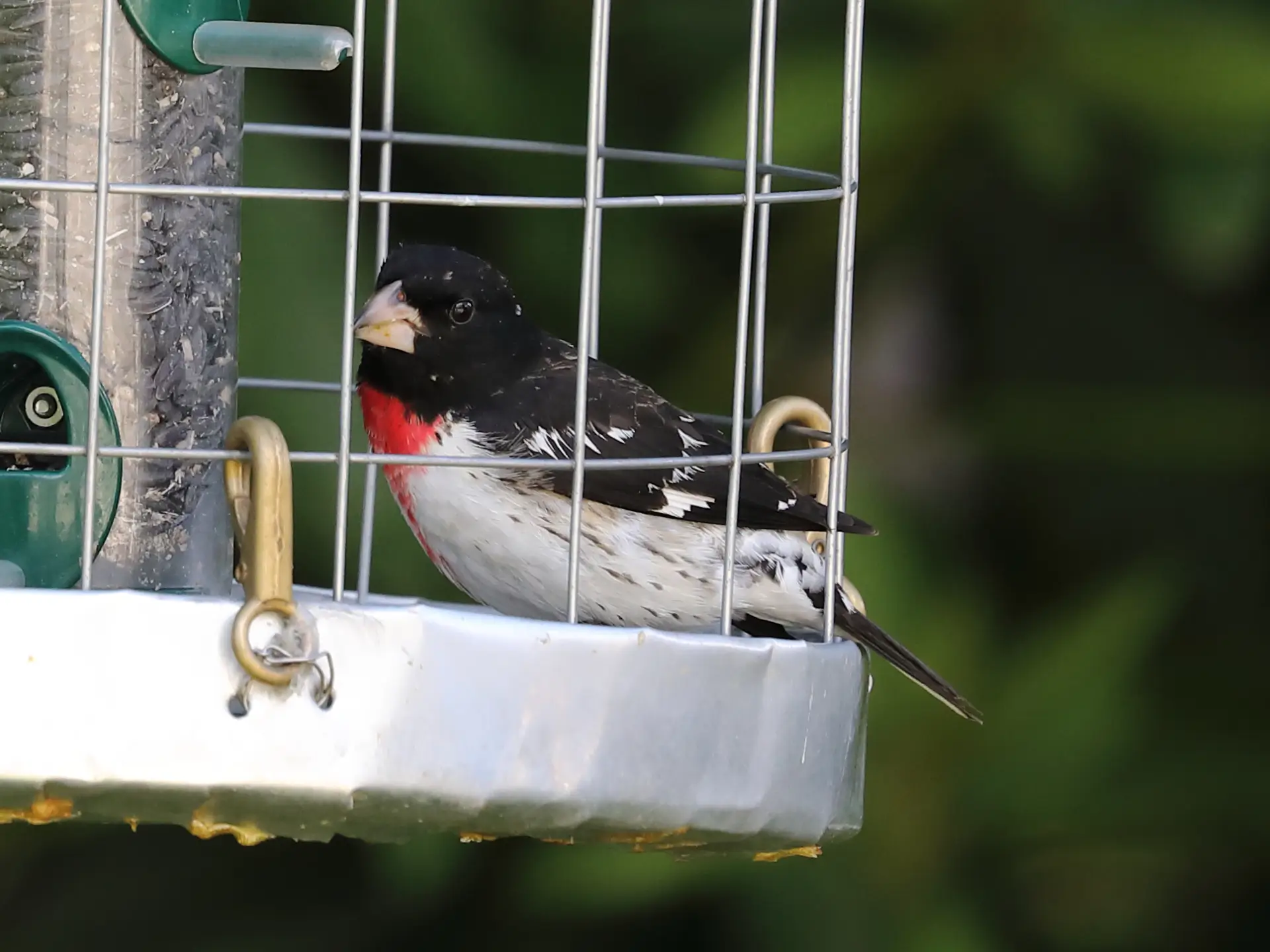 Featured image for “Bird’s Eye View – Biodiversity Squamish 2019”