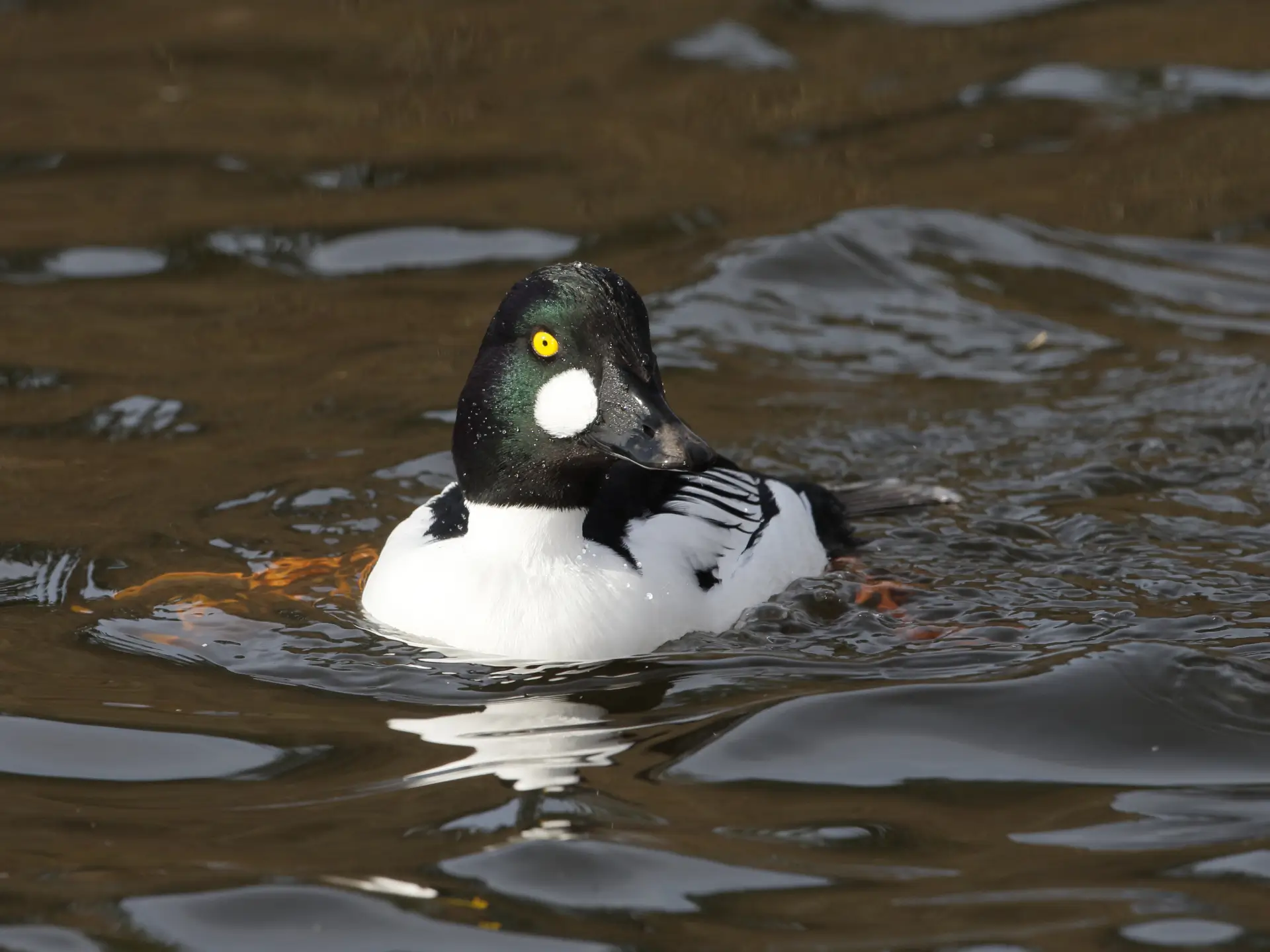 Featured image for “Results: 2021 Squamish Christmas Bird Count”