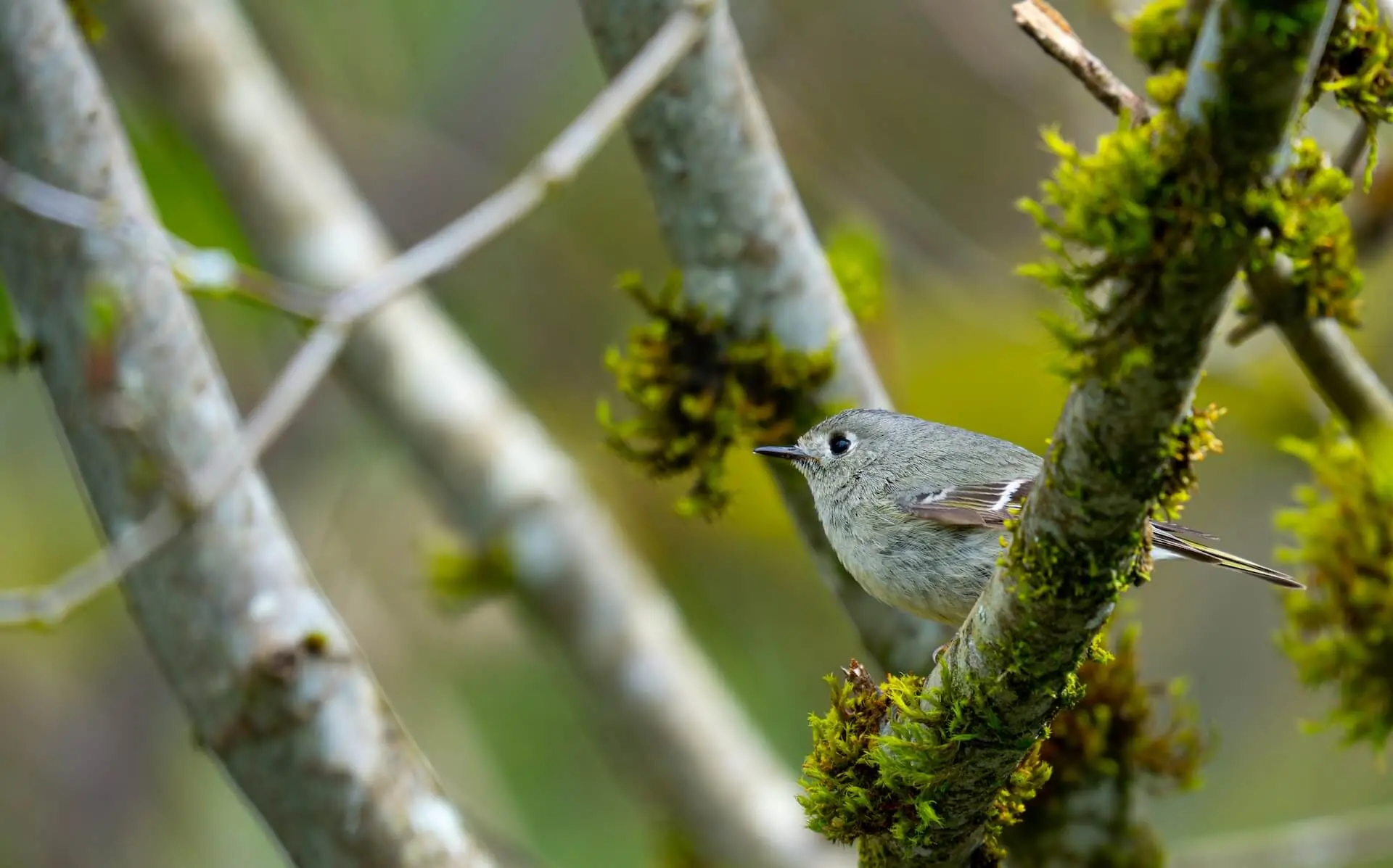 Featured image for “2018 Christmas Bird Count Results”