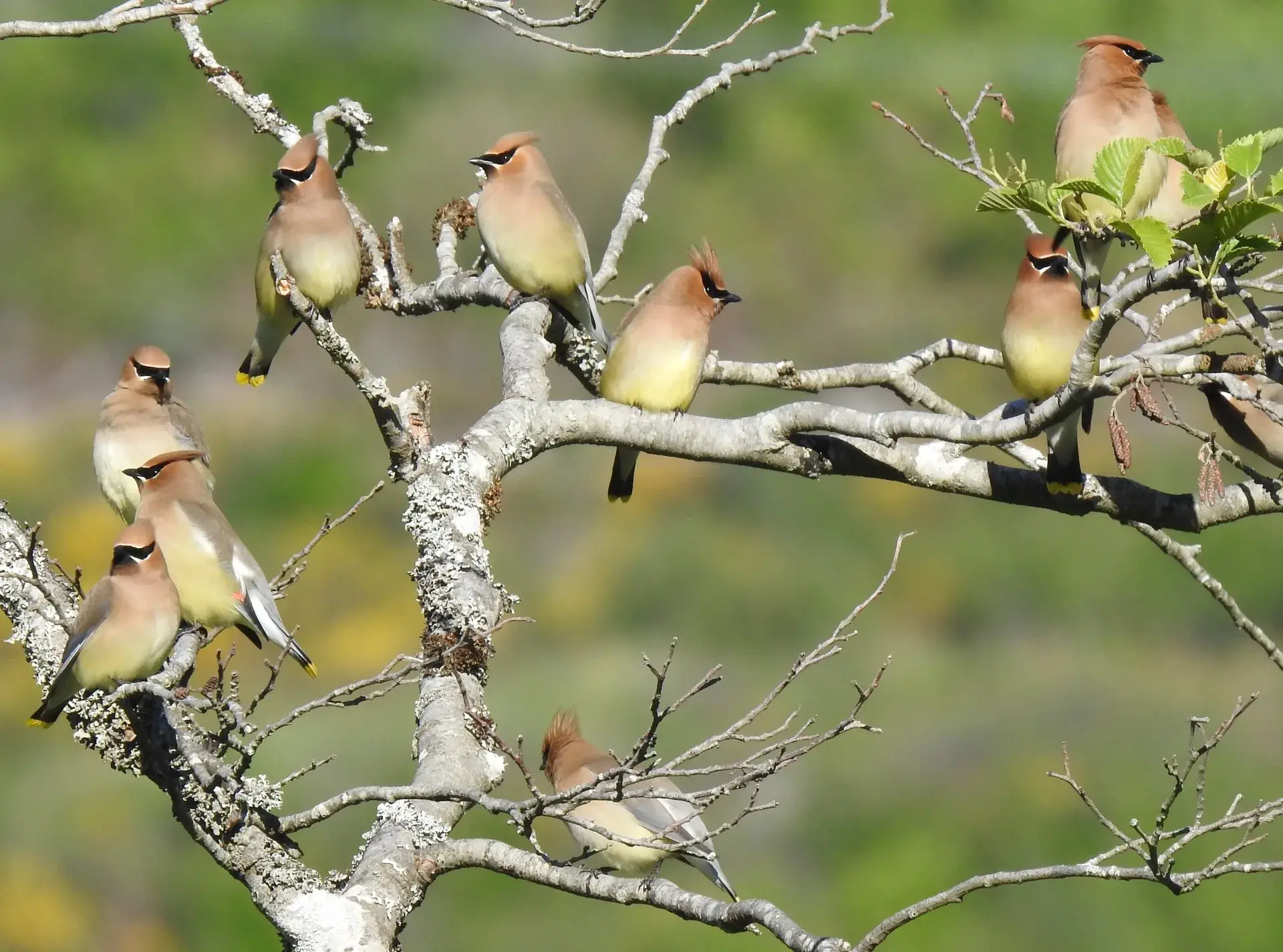 Featured image for “Celebrate Migratory Bird Day – Everyday!”