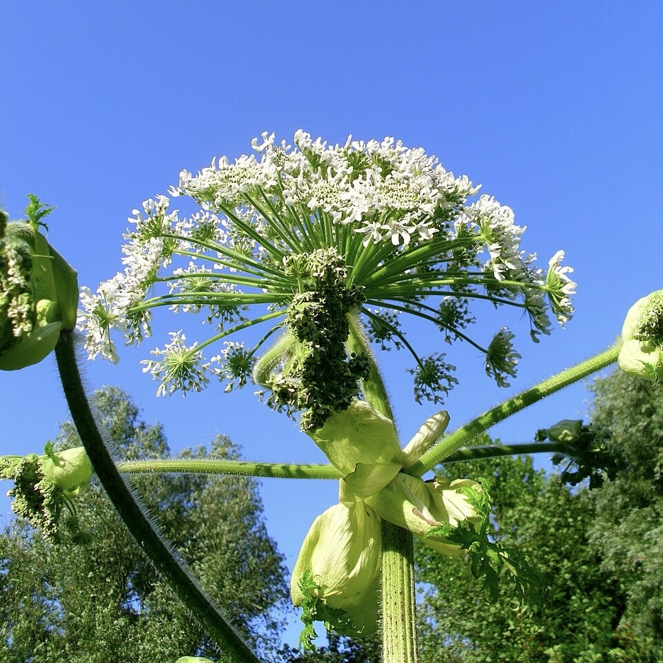 Giant hogweed (Heracleum mantegazzianum), by nature protector Natubico; www.vivism.info., via Wikimedia Commons CC BY-SA 3.0. 