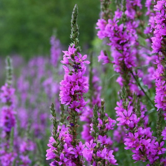 Purple Loosestrife (Lythrum salicaria) by Liz West, via Flickr. CC BY 2.0.