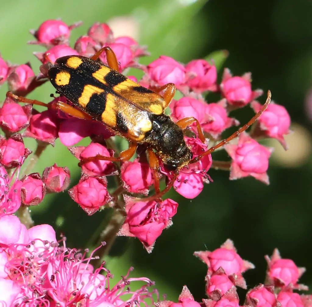 Flower longhorn beetle (Xestoleptura crassipes) by Gwen L'Hirondelle
