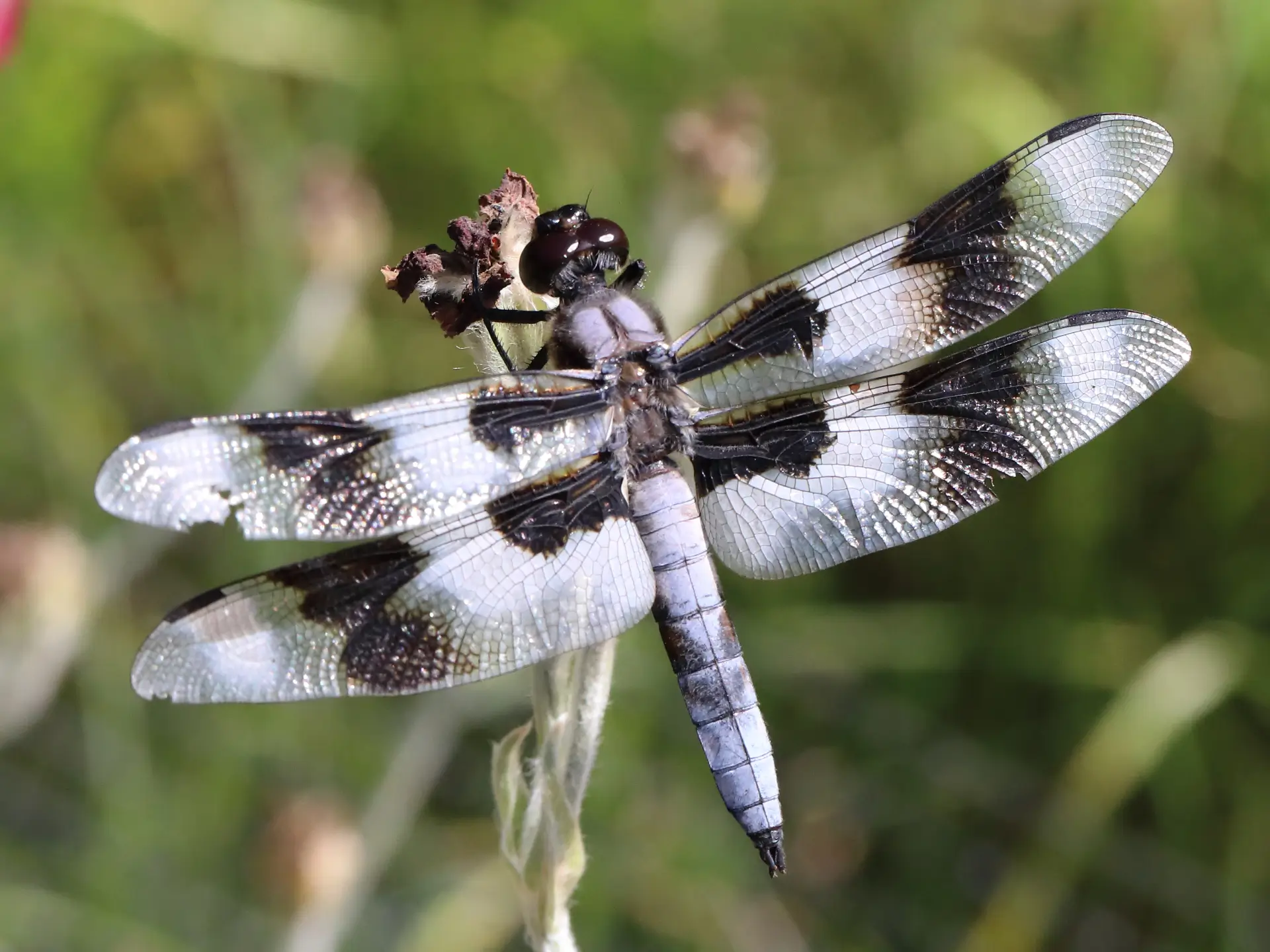 Featured image for “Nature Squamish Pollinator Garden: more than just butterflies…”