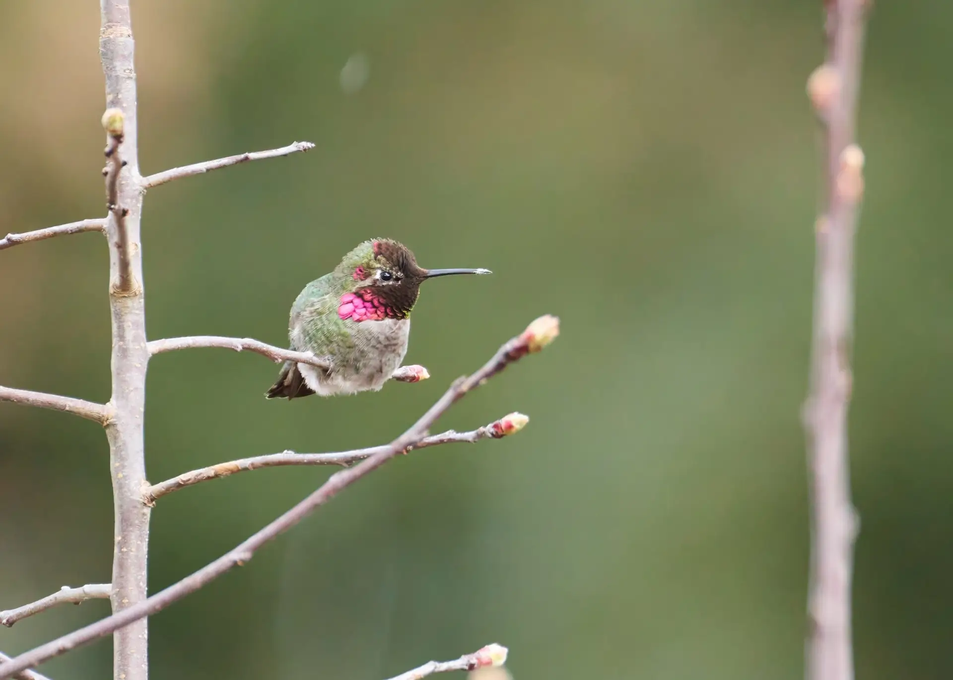 Featured image for “Our Winter Hummingbirds”