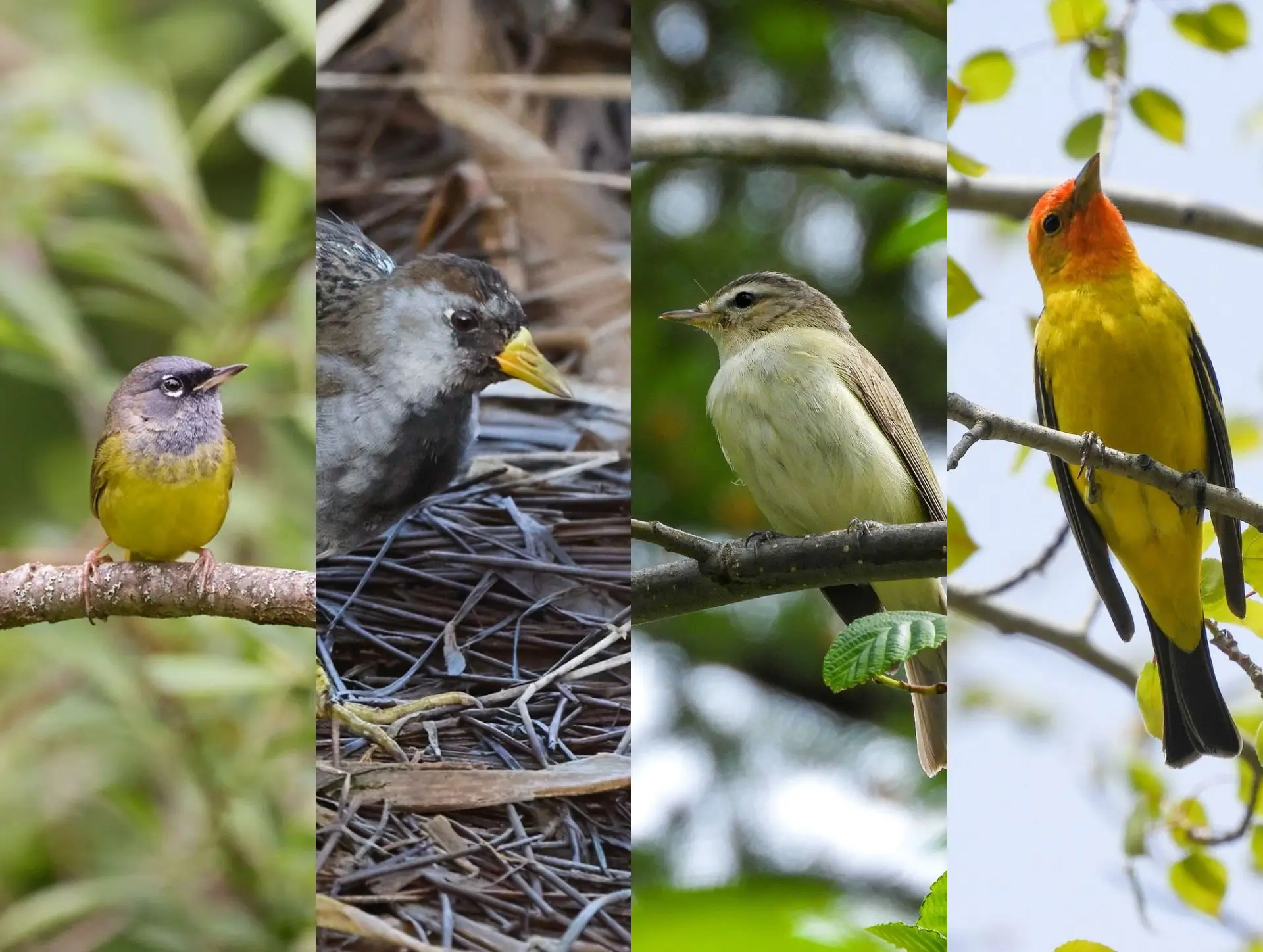 Featured image for “Sḵwx̱wú7mesh Squamish Bird Festival Highlights”
