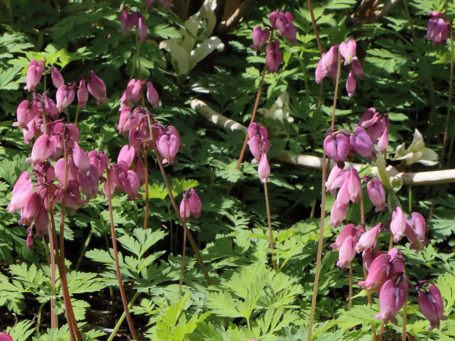 Featured image for “Why plant Bleedinghearts in your garden?”