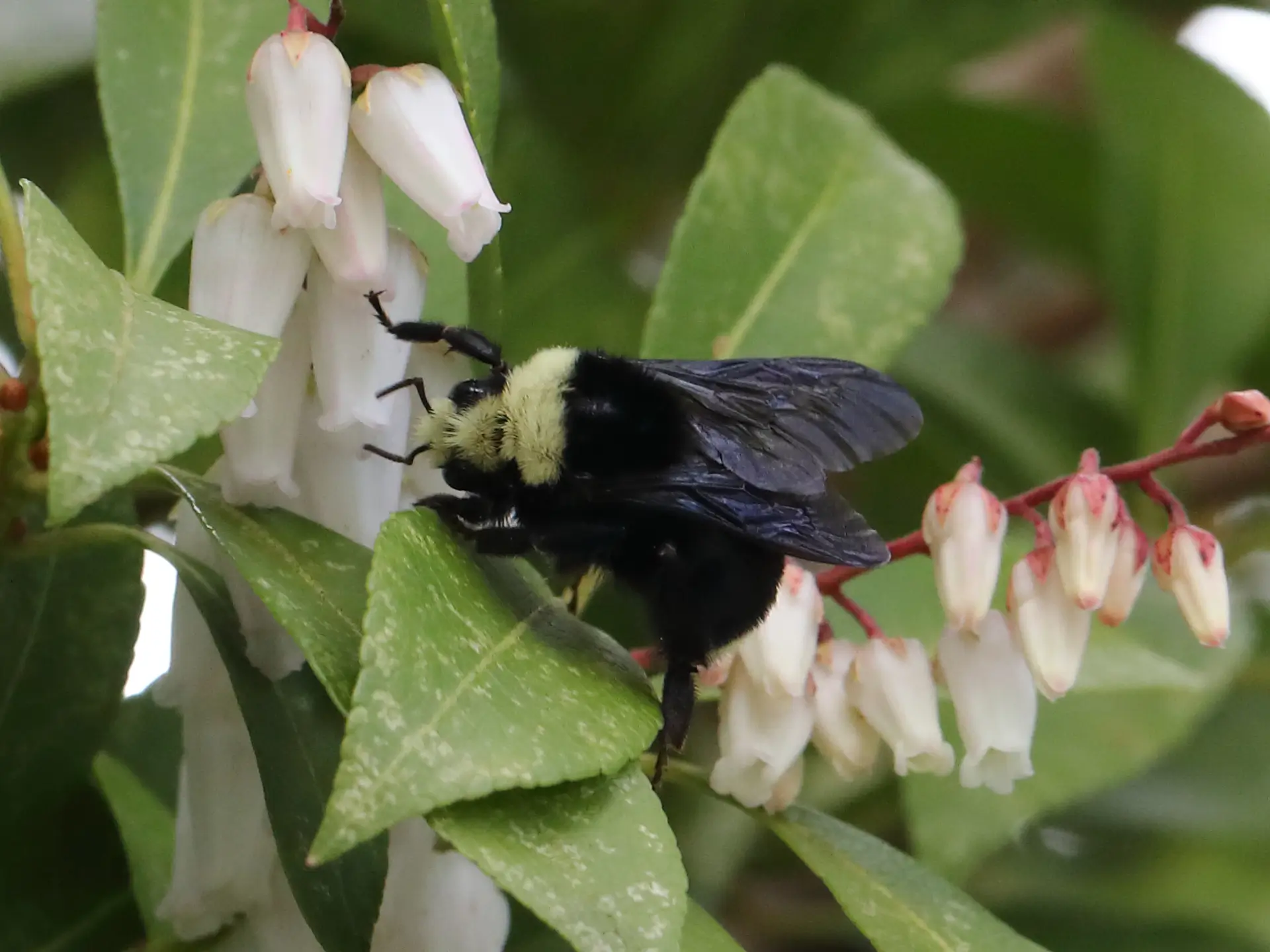 Featured image for “Four Bumble Bee Regulars in Squamish”