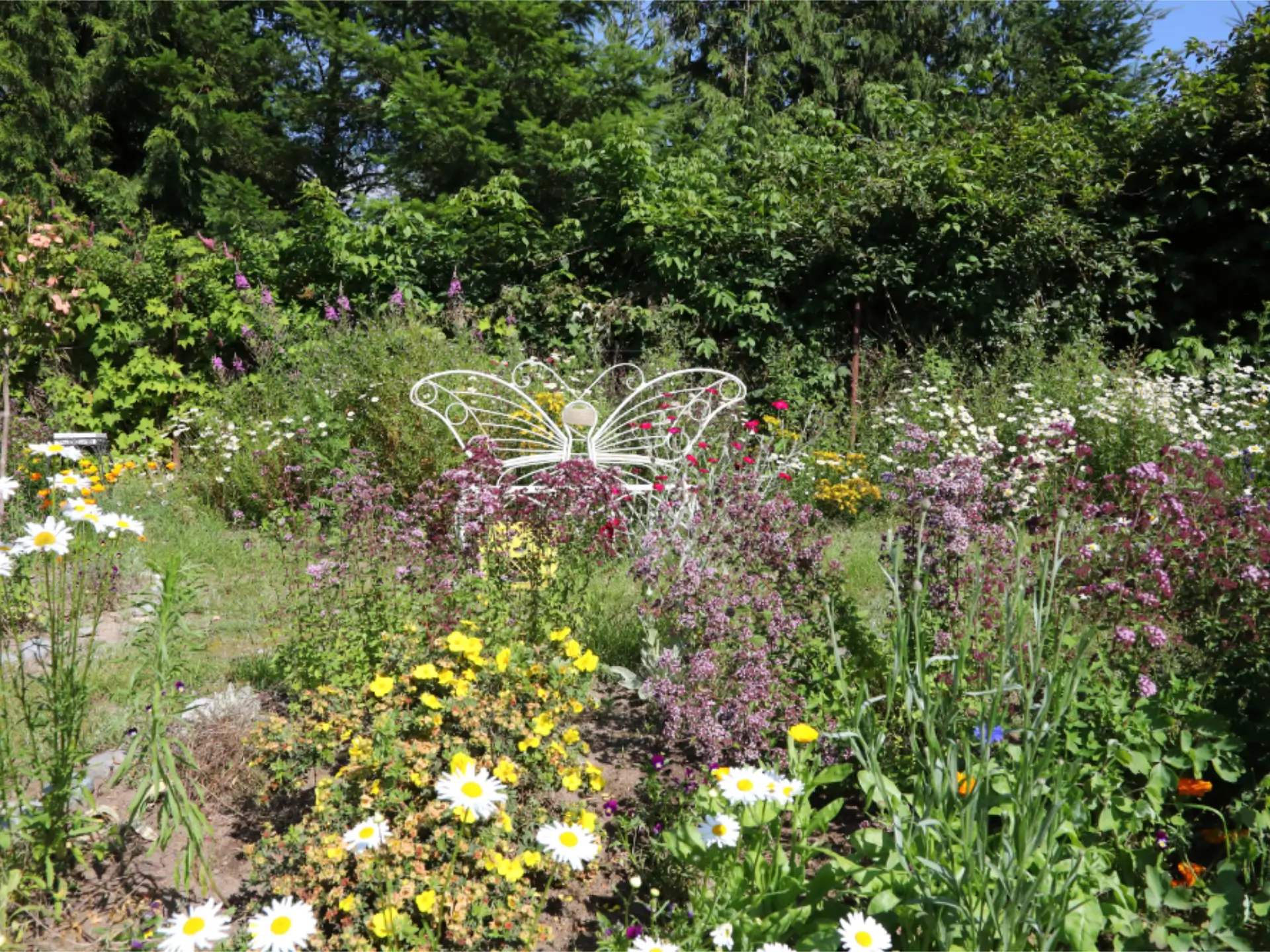 Featured image for “A July Visit to the Squamish Pollinator Garden”