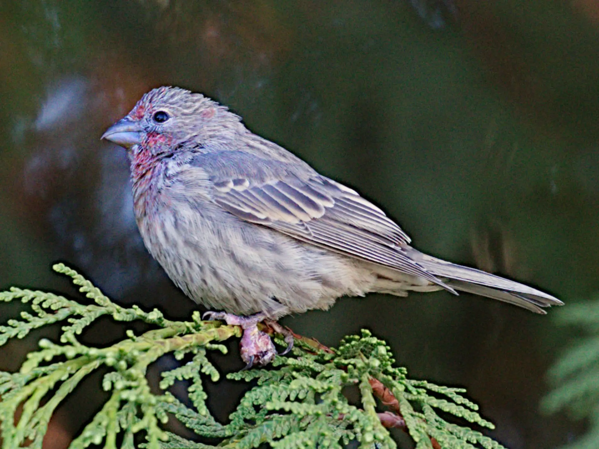 Featured image for “Avian Pox and Bird Feeders”