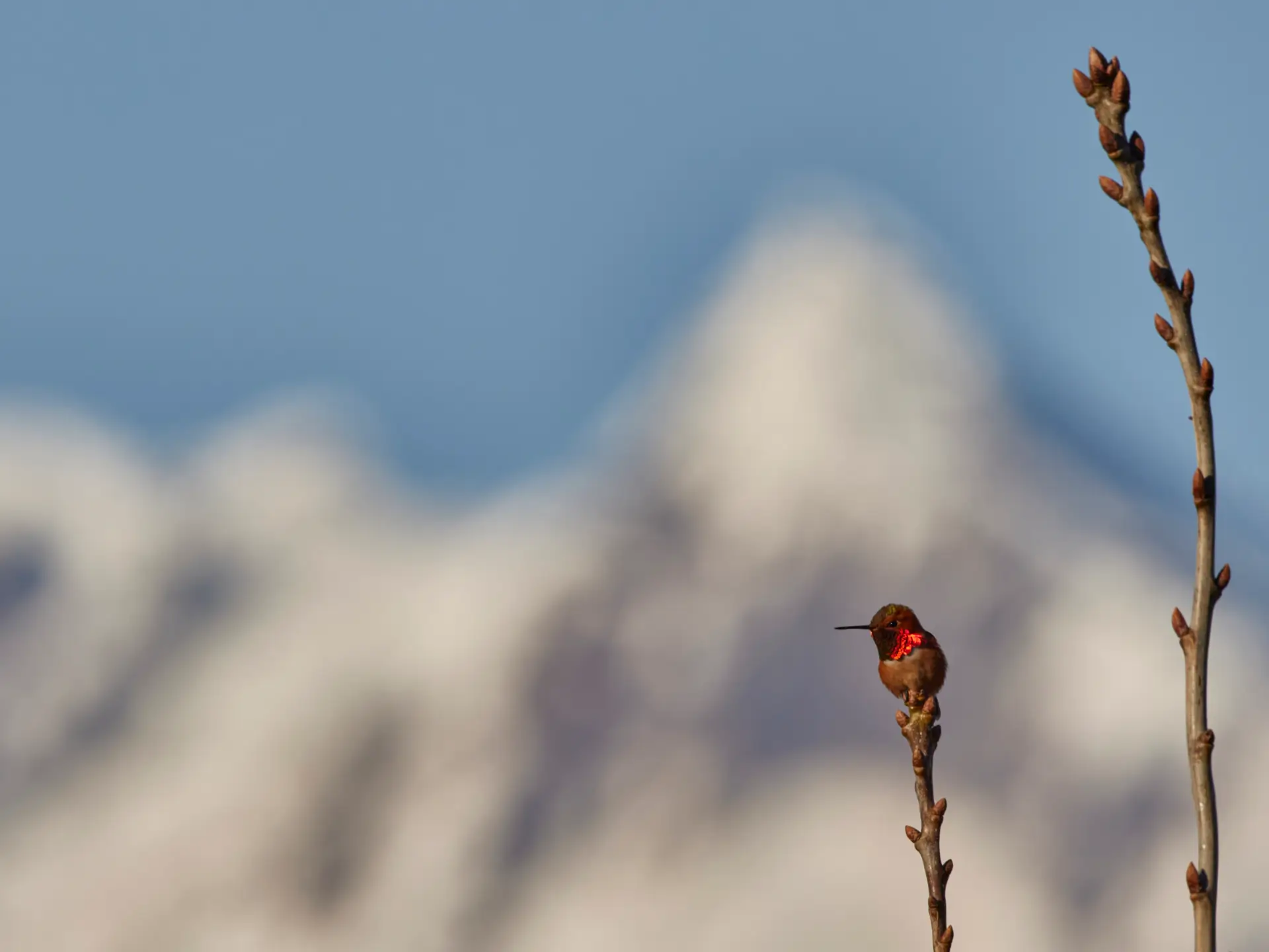 Featured image for “The Rufous Hummingbirds Will Soon Be Here!”