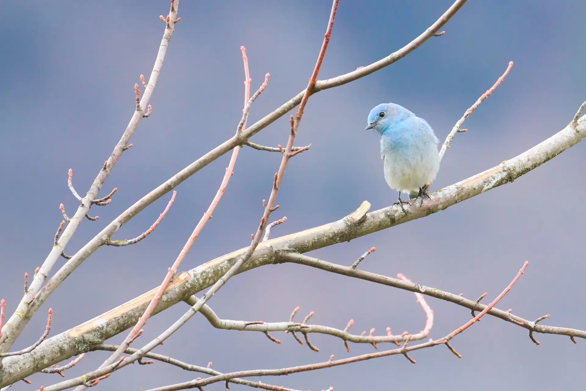 Featured image for “Are You Ready for Spring Birding?”
