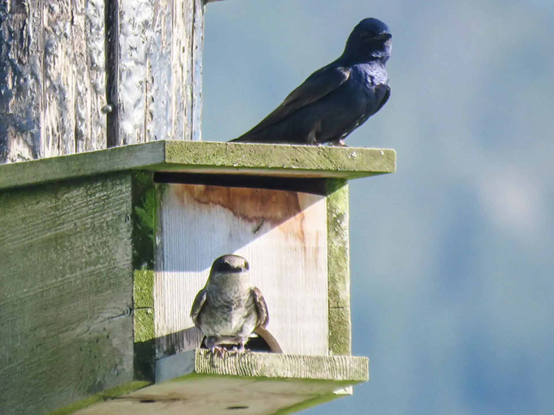 Featured image for “Purple Martin Sighting – May 13, 2018”