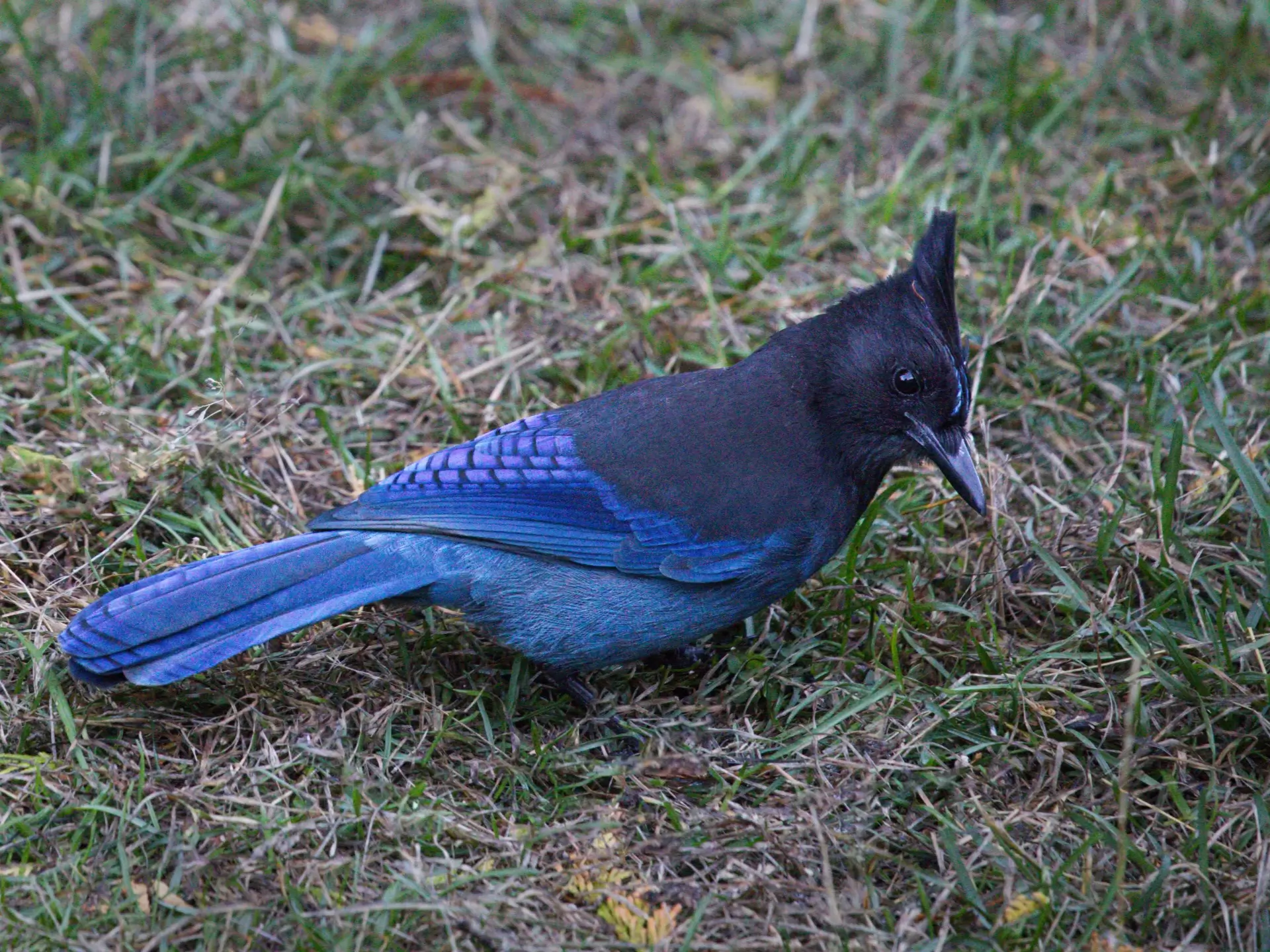 Featured image for “Report from the 2017 Christmas Bird Count”