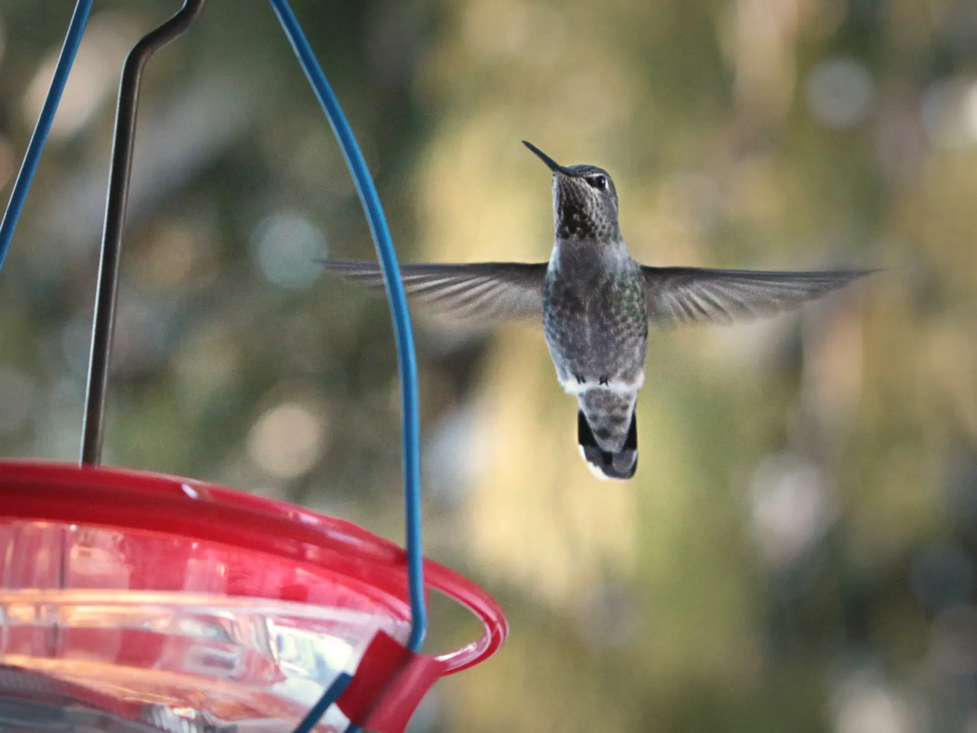 Featured image for “Our Wintering Hummingbirds are doing well!”